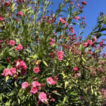 A lush oleander bush adorned with bright pink flowers and green leaves, set against a clear blue sky.