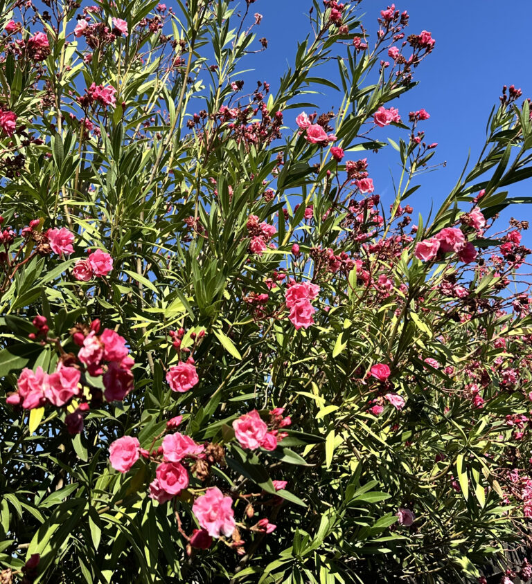 A lush oleander bush adorned with bright pink flowers and green leaves, set against a clear blue sky.